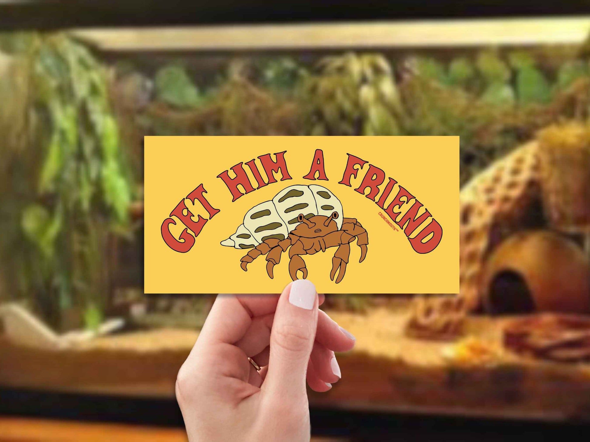 get him a friend funny hermit crab bumper sticker, hand display, hermit crab tank background