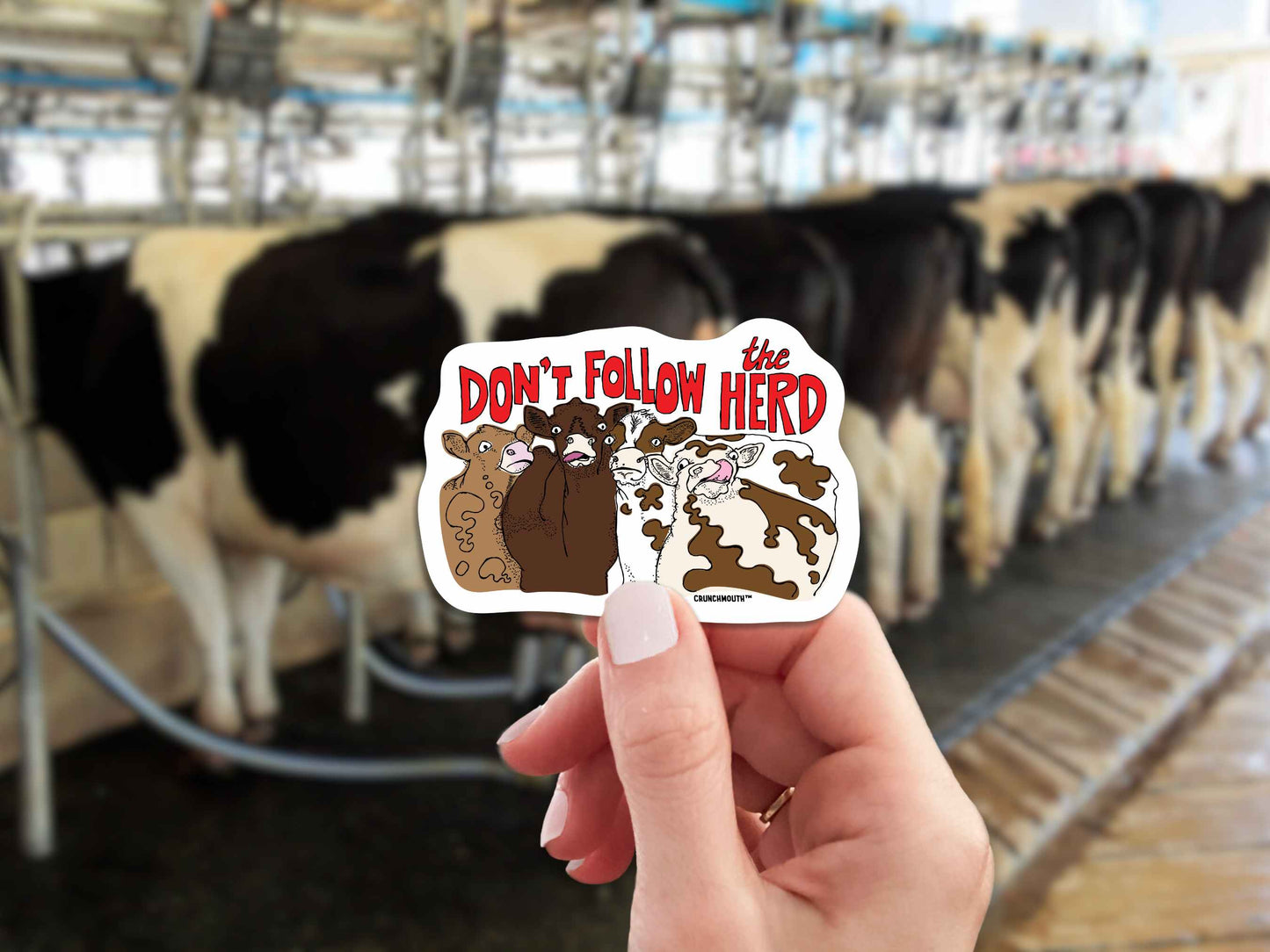 don't follow the herd sticker, hand display, cows getting milked background